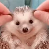 🥰 Эмодзи «☺ Ёжики» для Telegram