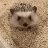 🥱 Эмодзи «☺ Ёжики» для Telegram