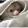 ☺️ Эмодзи «☺ Ёжики» для Telegram