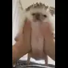🤗 Эмодзи «☺ Ёжики» для Telegram