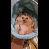 😊 Эмодзи «☺ Ёжики» для Telegram