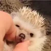☺️ Эмодзи «☺ Ёжики» для Telegram