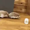 ☺️ Эмодзи «☺ Ёжики» для Telegram