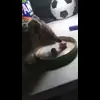 ☺️ Эмодзи «☺ Ёжики» для Telegram