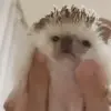 ☺️ Эмодзи «☺ Ёжики» для Telegram