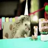 🥳 Эмодзи «☺ Ёжики» для Telegram