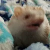 🥸 Эмодзи «☺ Ёжики» для Telegram