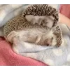 😴 Эмодзи «☺ Ёжики» для Telegram