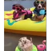 🏖 Эмодзи «☺ Ёжики» для Telegram