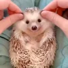 ☺️ Эмодзи «☺ Ёжики» для Telegram