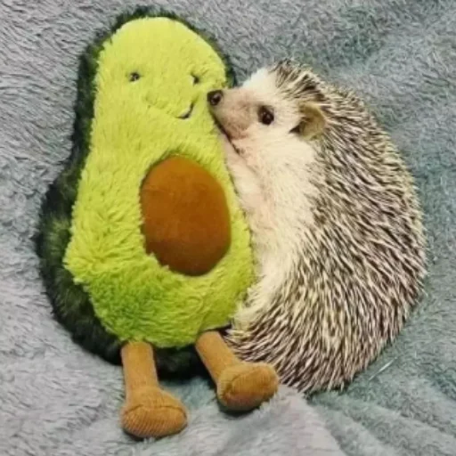 🥑 Стикер «Ежи» для Telegram