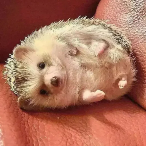 🦔 Стикер «Ежи» для Telegram