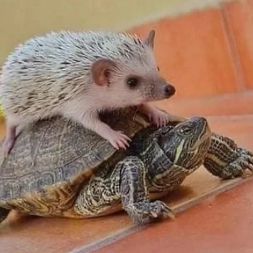 🐢 Стикер «Ежи» для Telegram