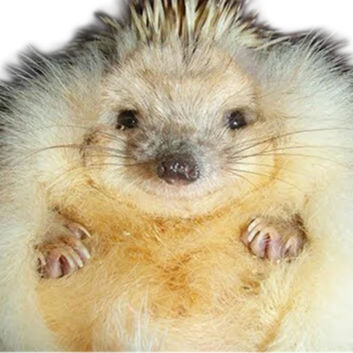 Стикерпак hedgehogs Beauty Stickers для Telegram — скачать
