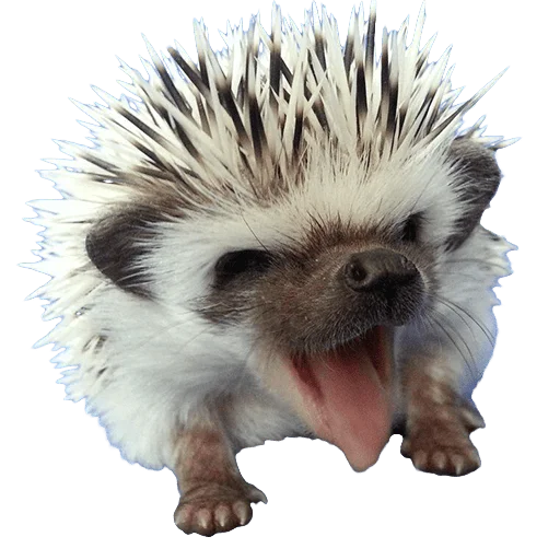 😛 Стикер «hedgehogs Beauty Stickers» для Telegram