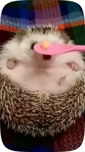 🤭 Стикер «Hedgehogs» для Telegram