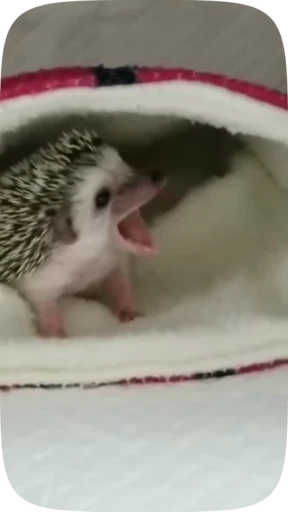 😋 Стикер «Hedgehogs» для Telegram