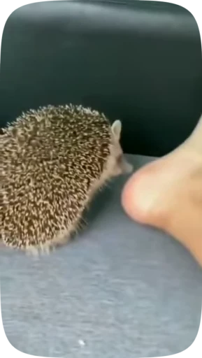 😬 Стикер «Hedgehogs» для Telegram