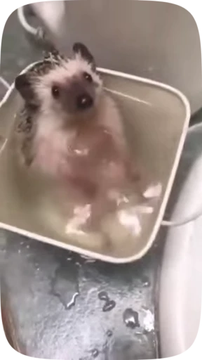 🛀 Стикер «Hedgehogs» для Telegram