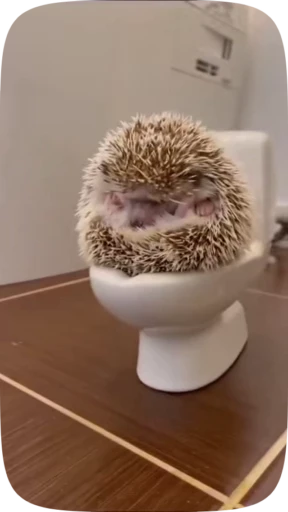 📰 Стикер «Hedgehogs» для Telegram