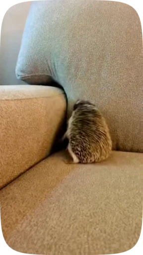 😞 Стикер «Hedgehogs» для Telegram