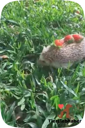 🙀 Стикер «Hedgehogs» для Telegram