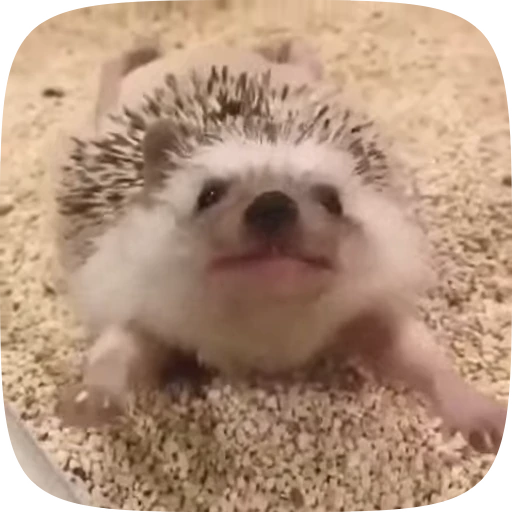 😇 Стикер «Hedgehogs» для Telegram