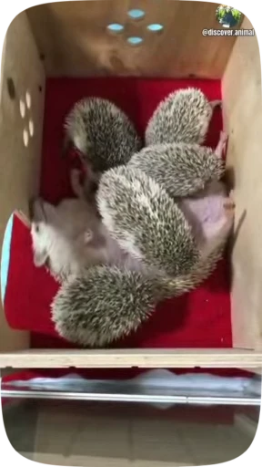 😵 Стикер «Hedgehogs» для Telegram