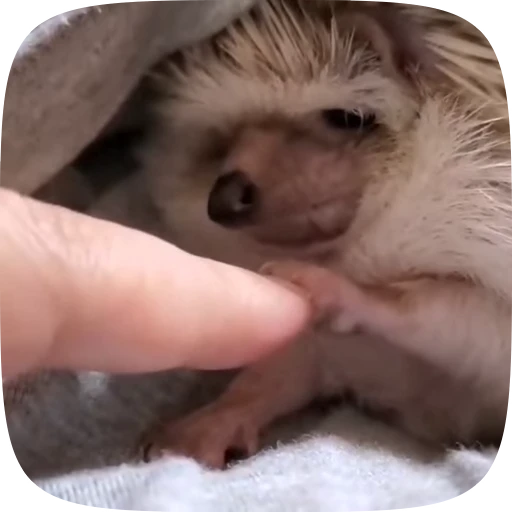 😒 Стикер «Hedgehogs» для Telegram