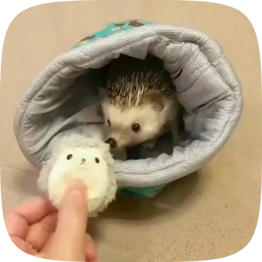 🫣 Стикер «Hedgehogs» для Telegram