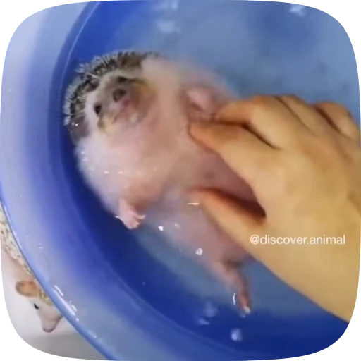 🥲 Стикер «Hedgehogs» для Telegram