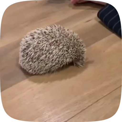 🥺 Стикер «Hedgehogs» для Telegram