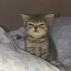 🤩 Эмодзи «Ultimate Memes» для Telegram