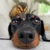 🤩 Эмодзи «Ultimate Memes» для Telegram