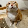 🤩 Эмодзи «Ultimate Memes» для Telegram