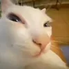 🤩 Эмодзи «Ultimate Memes» для Telegram
