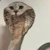 🤩 Эмодзи «Ultimate Memes» для Telegram