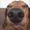 🤩 Эмодзи «Ultimate Memes» для Telegram