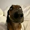 🤩 Эмодзи «Ultimate Memes» для Telegram