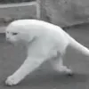 🤩 Эмодзи «Ultimate Memes» для Telegram