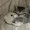 Эмодзи Ultimate Memes для Telegram — скачать