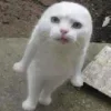 🤩 Эмодзи «Ultimate Memes» для Telegram