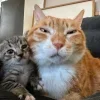 🤩 Эмодзи «Ultimate Memes» для Telegram