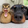 🤩 Эмодзи «Ultimate Memes» для Telegram