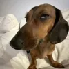 🤩 Эмодзи «Ultimate Memes» для Telegram