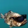 🤩 Эмодзи «Ultimate Memes» для Telegram
