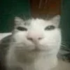 🤩 Эмодзи «Ultimate Memes» для Telegram