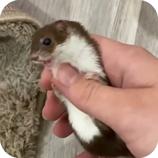 🤲 Стикер «*is hold*» для Telegram