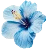 🌺 Эмодзи «Hibiscus Flower» для Telegram