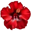 🌺 Эмодзи «Hibiscus Flower» для Telegram